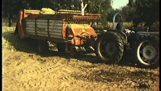 1977 Ouderwets mais hakselen chopping corn old style [upl. by Ymereg242]