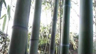 BAMBU GIGANTE DA COSTRUZIONE MADAKEGIANT TIMBER BAMBOO [upl. by Dixon]