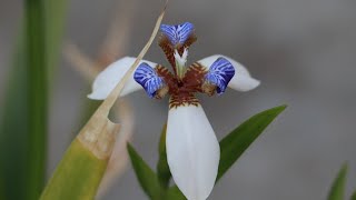 Walking iris flower in my garden Neomarica northiana update after one year Part 2 [upl. by Luapsemaj]