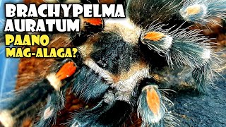 Brachypelma Auratum  Mexican Flame Knee Care Guide [upl. by Cheslie426]