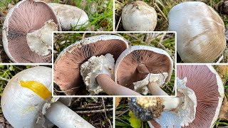 Karbolchampignon Verwechslung  Karbolegerling Giftchampignon Giftegerling Agaricus xanthodermus [upl. by Byler847]