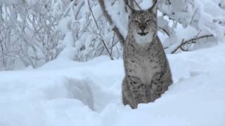 What does the lynx say [upl. by Lougheed753]