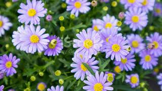 Dazzling Daisies Top 5 Fascinating Facts flowers gardeni [upl. by Adnara873]