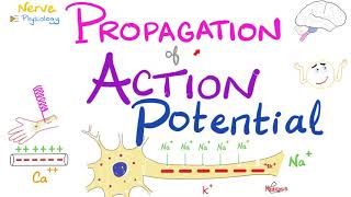 Propagation of the Action Potential  Nerve Excitability  Nerve Physiology Series [upl. by Feer]