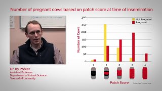 Cattle Heat Detection Made Easy  ESTROTECT [upl. by Medwin]