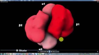 Hemoglobin R T State Howard Hughes Institute with Narration [upl. by Tarttan752]