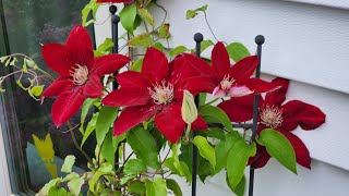 🌺 How to get Clematis to Bloom 1st Year PART 2 gardening clematis zone4 [upl. by Duffy474]