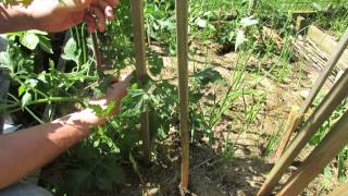 Staking Large Indeterminate Tomatoes A 3 Stake Method  The Rusted Garden 2013 [upl. by Witherspoon]