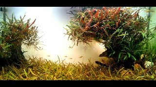 Boraras Urophthalmoides amp Boraras maculatus in Asia nature planted aquarium HD [upl. by Odnam]