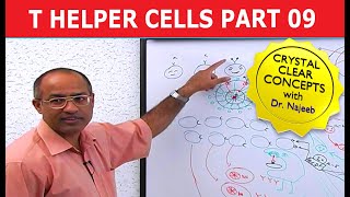 T Helper Cells  Immunology  Part 910 [upl. by Gnuoy652]