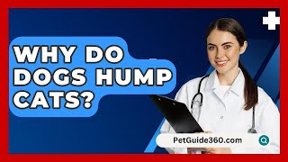 Why Do Dogs Hump Cats  PetGuide360com [upl. by Kcuhc]