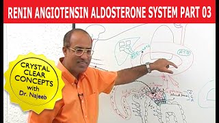 Renin Angiotensin Aldosterone System  RAAS Part 3👨‍⚕️ [upl. by Demetre]