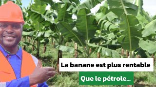 Obtenir toute une bananeraie avec un rejeton de bananier [upl. by Erelia]