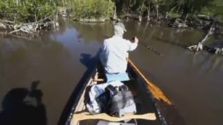 Man screams as faced with crocodiles in Florida Everglades [upl. by Omidyar]