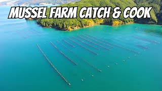 Fishing Coromandel Mussel Farms  CATCH AND COOK NZ [upl. by Saoj]