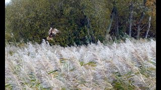 Views of RSPB Ham Wall [upl. by Schoenburg]