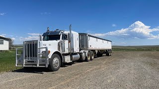 Is it time to haul wheat yet [upl. by Delainey]