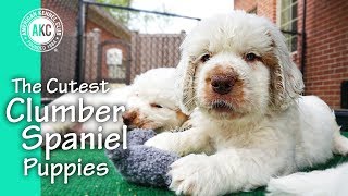 The Cutest Clumber Spaniel Puppies [upl. by Monarski677]