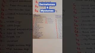 Dermatomes and Myotomes Easy to learn dermatomes myotomes notes physiolearning keepsupporting [upl. by Sidonnie]