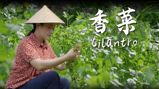 Cilantro—the essence of seasonal flavors and my quotsoulmatequot in the kitchen 【滇西小哥】 [upl. by Kroy728]