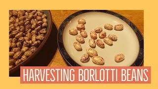 Paul Harvests the Borlotti Beans August 2018 [upl. by Enilorak457]