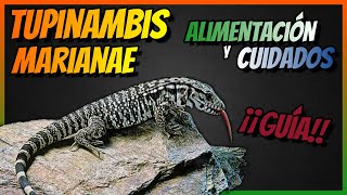 Guía TUPINAMBIS MARIANAE 🦎Tegu Argentino ► Alimentación y Cuidados 🦎 🦎 🦎 [upl. by Anatolio]