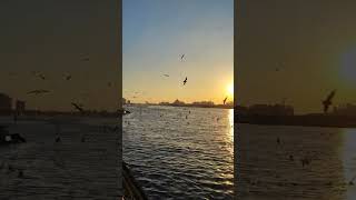 Seagulls amp sunseta perfect combinationeveningvibesseagull shortvideotrendingshortsviralvideo [upl. by Siffre]