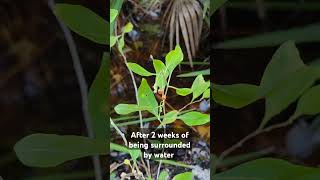 Goji Berry Plant in Water  Surviving a Hurricane Flood [upl. by Quigley]