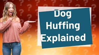 Why is my dog breathing in huffs [upl. by Nihs]