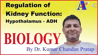 Regulation of Kidney Function  Hypothalamus  ADH [upl. by Fedirko]