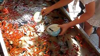 Chiba Japan  Goldfish Scooping 金魚すくい [upl. by Aianat]