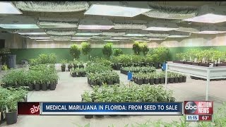 Medical marijuana in Florida from seed to sale [upl. by Ttessil]