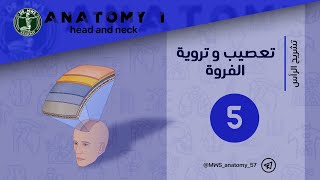 تعصيب وتروية الفروة innervation and arterial supply of scalp [upl. by Lejna]