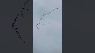 Pink Footed Geese Flying At Dawn In Late October birds avian nature [upl. by Gorey]