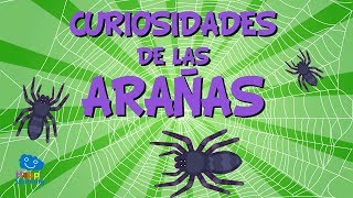 Curiosidades de las Arañas  Videos Educativos para Niños I Happy Learning [upl. by Eerised]