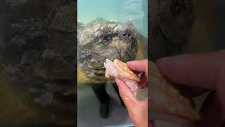 A 4cm yellowing alligator snapping turtle provokes a 52cm adult giant snapper [upl. by Bouchard]