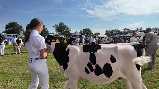 Nantwich Show 2024  Cattle  Sheep  Horses  Racing Pigeons [upl. by Tigirb]