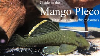 Guide to the MangoMagnum Pleco Baryancistrus chrysolomus L047 [upl. by Boudreaux907]