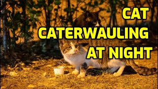 How To Stop Your Cat From Yowling At Night [upl. by Nirre363]