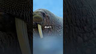 5 Fun Facts About Walruses [upl. by Oal]