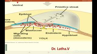 GASTRULATION IN CHICK [upl. by Notnyw]