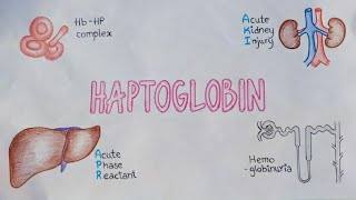 Haptoglobin  Acute Phase Reactant  Oxidative Damage  Heme Series Mightymedicoz [upl. by Malina]