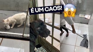 NOSSA ROTINA CUIDANDO DE 4 GATOS FILHOTES E A MÃE GATA 🐱 [upl. by Eramat]