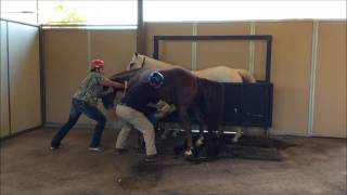 Two horses grooming each other [upl. by Jermayne]