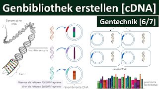 Genbibliothek erstellen  Gensuche Identifizierung von Genen – cDNA  Gentechnik 67 [upl. by Ethelinda263]