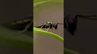 Incredible CloseUp The Gold Metallic Fly You Wont Believe nature macrocaptures [upl. by Dremann]