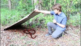 How to find snakes in AUSTRALIA HD [upl. by Uticas]