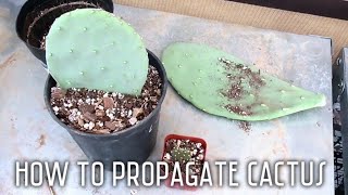 How to turn one plant into many plants  Propagate prickly pear with me [upl. by Reamy]