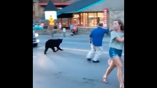 Bear runs through downtown Gatlinburg [upl. by Tisbe]