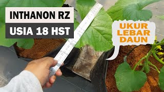 Review Sekejap Melon Inthanon rz Usia 18 hst [upl. by Hanschen505]